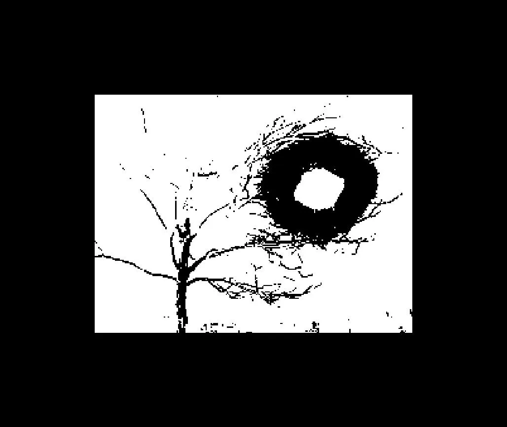 tree_light_clip_1_2.pgm